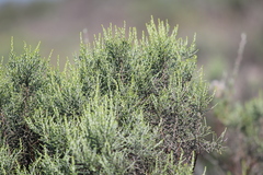 Elytropappus