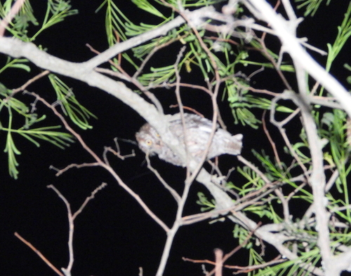 View observation of {o.common_name} on iNaturalist