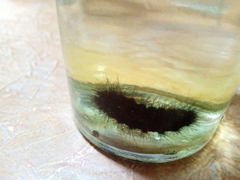 Lepidoptera