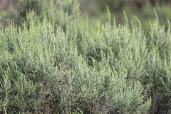 Elytropappus
