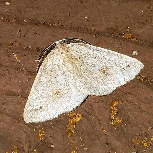 Spurred Wave Moth photo 5