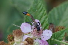 Ammophila sabulosa