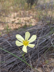 Moraea vallisbelli