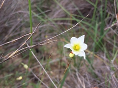 Ixia brunneobractea
