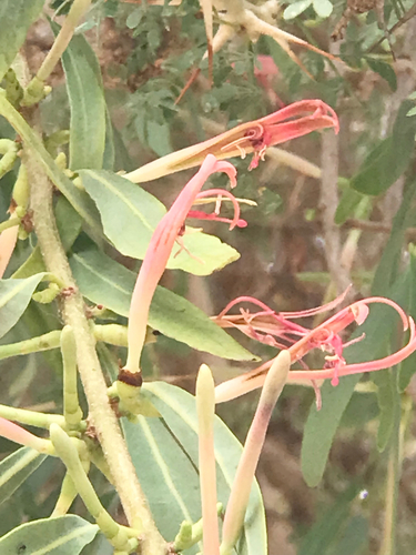 Agelanthus dodoneifolius