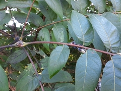 Ailanthus altissima