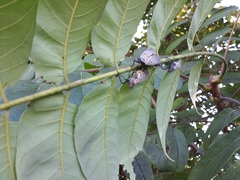 Ailanthus altissima
