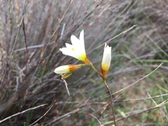Ixia brunneobractea