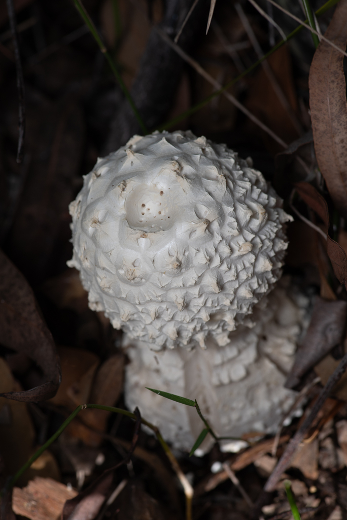 Amanita pyramidifera · June 2025 · photo: © bruce_c (iNaturalist, cc-by)