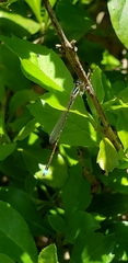 Argentagrion ambiguum