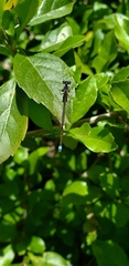Argentagrion ambiguum