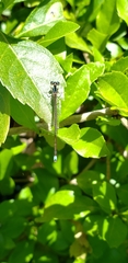 Argentagrion ambiguum