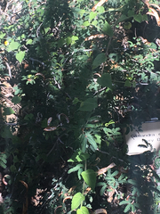 Calliandra erythrocephala