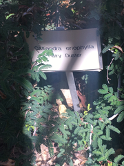 Calliandra erythrocephala