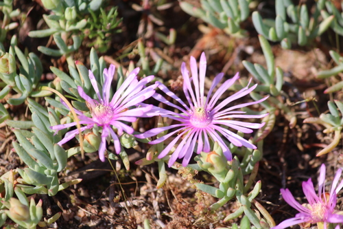 Image of Lampranthus debilis by (c) Noeleen du Toit, some rights reserved (CC BY-SA)