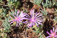 Lampranthus debilis