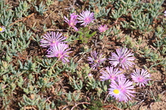 Lampranthus debilis