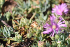 Lampranthus debilis