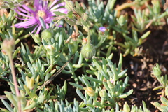 Lampranthus debilis