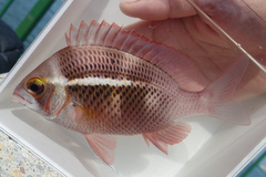 Whitecheek Monocle Bream photo 3