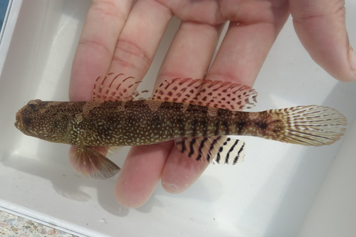 Cryptocentrus maudae