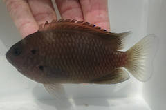 Bintan Damselfish photo 3