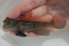 Peacock Shrimpgoby photo 1