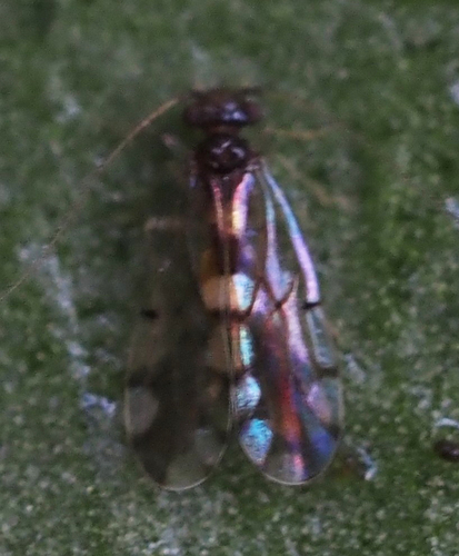 Ectopsocus gracilis, 2025-06-11