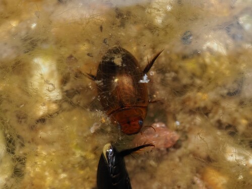 Brown Diving Beetle