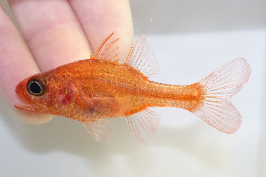 Little Red Cardinalfish