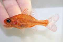 Little Red Cardinalfish photo 1