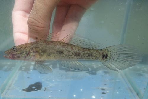 Behoedzame grondel (Glossogobius circumspectus) — Gobiidae — 5