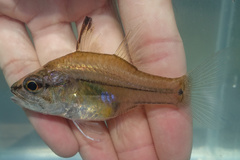 Amboina Cardinalfish photo 1
