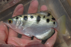Seven-Spot Archerfish photo 1