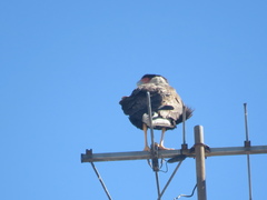 Caracara plancus