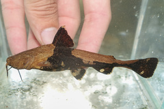 Asian Banjo Catfish photo 1