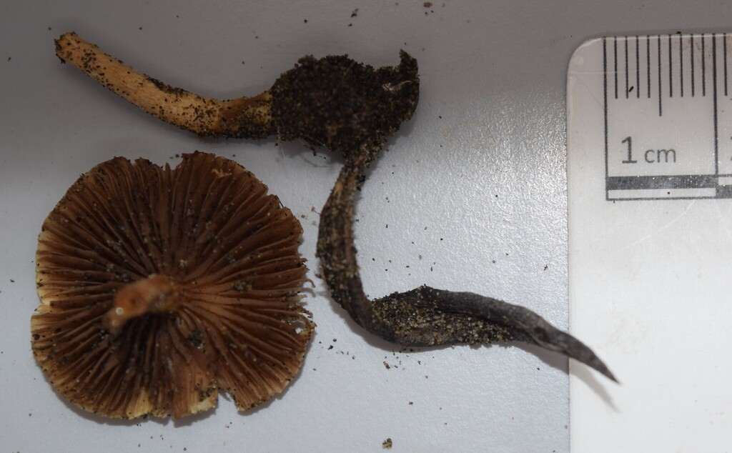 Agrocybe pediades · June 2025 · photo: © davidwhyte (iNaturalist, cc-by-sa)