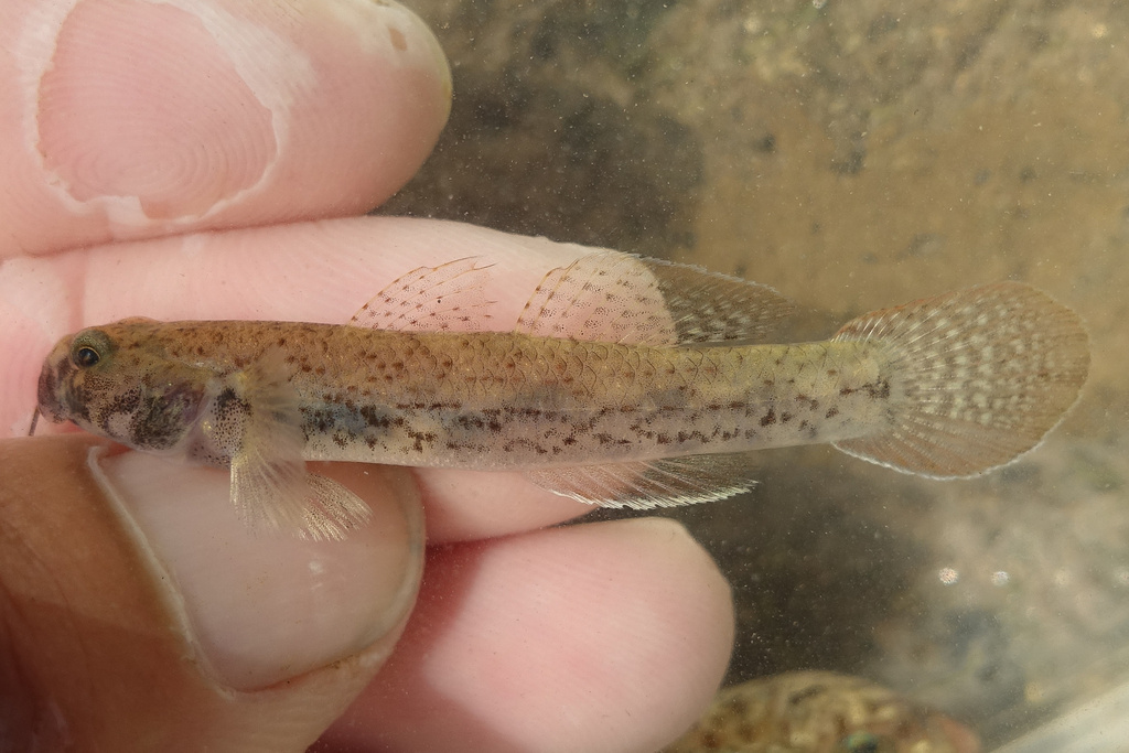 Dirty-Faced Brackish Goby
