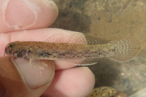 Eugnathogobius illotus