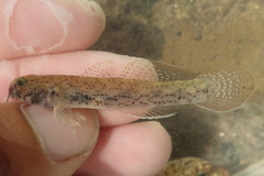 Dirty-Faced Brackish Goby photo 1