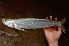 Giant Sword Minnow photo 2