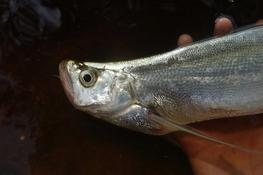 Giant Sword Minnow