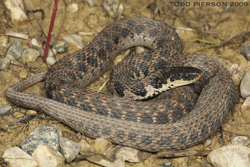Kirtland's Snake