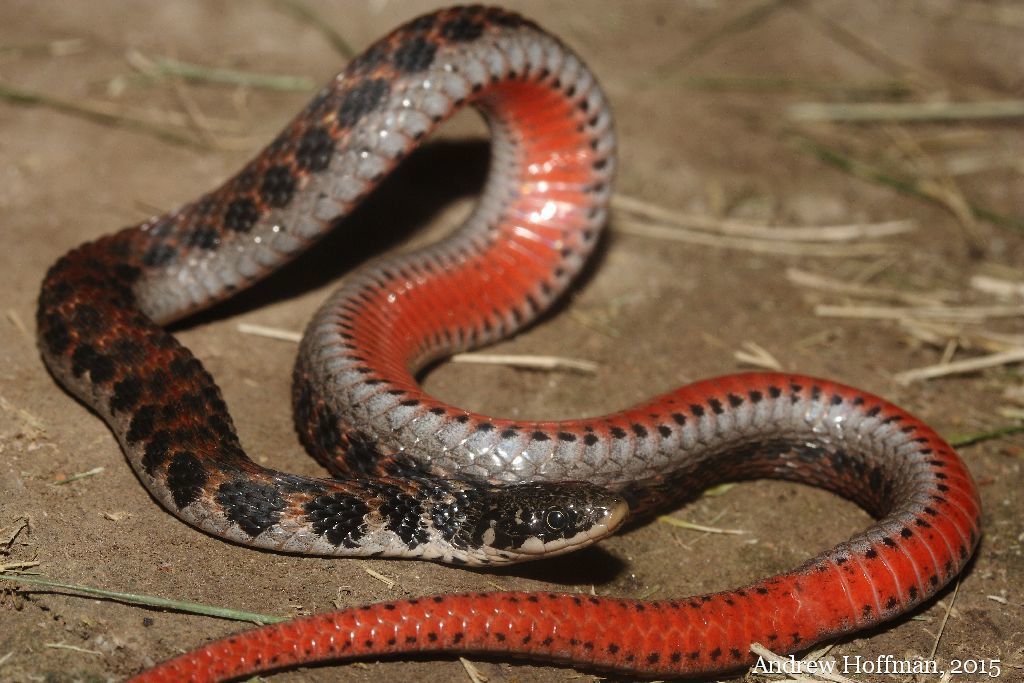 Kirtland's Snake