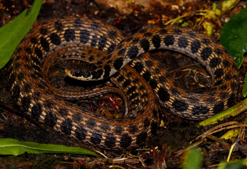 Kirtland's Snake