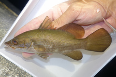 Waigeu Sea Perch photo 2