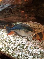 Melanotaeniidae