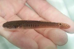 Ladder Gudgeon photo 3