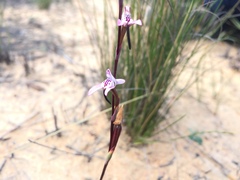Disa inflexa