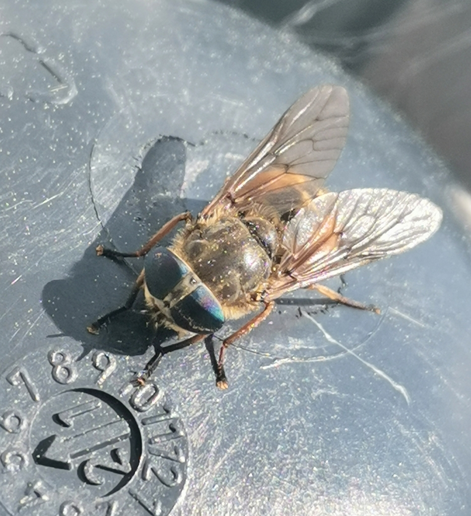 Hybomitra lundbecki